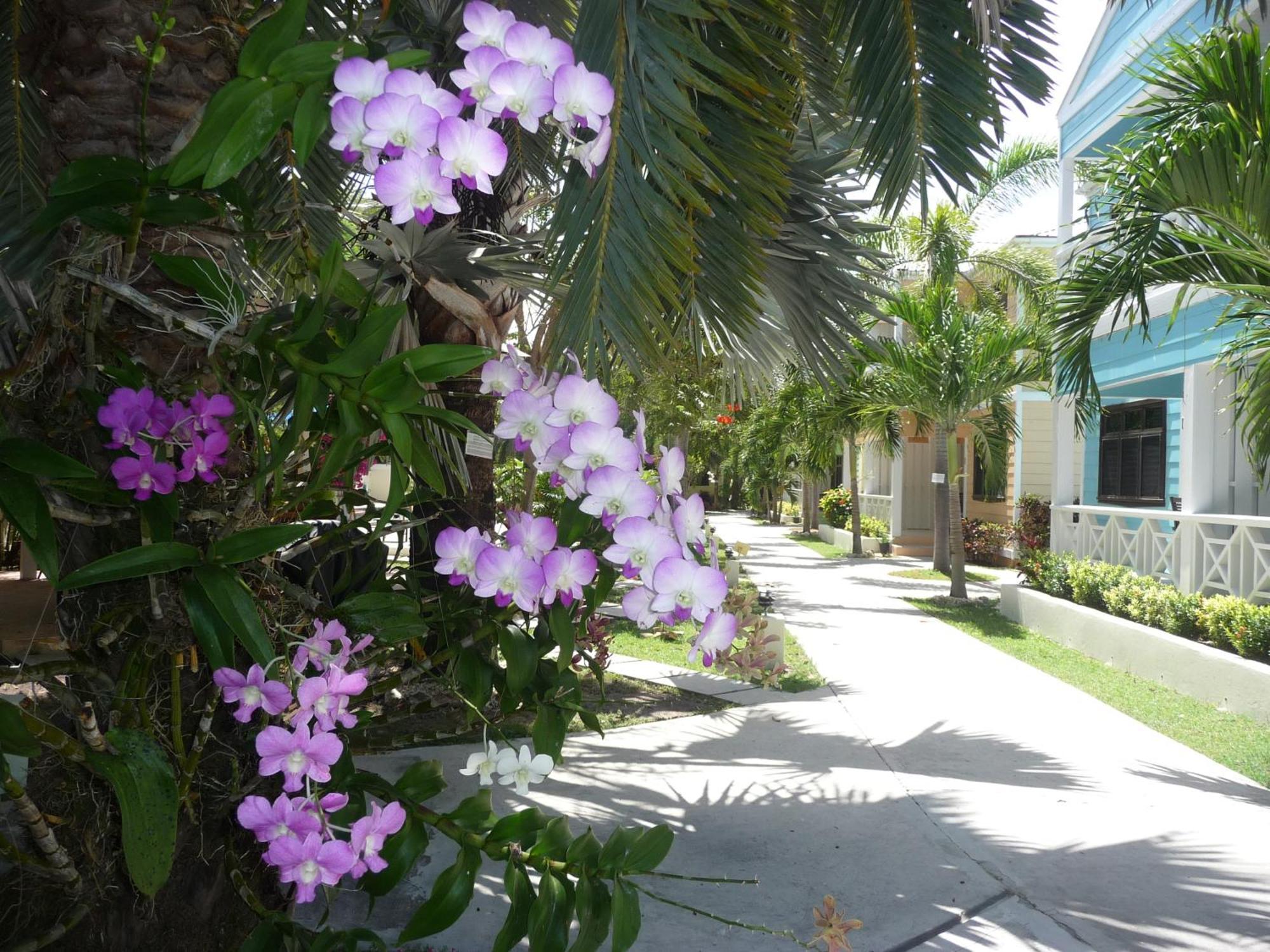 Buccaneer Beach Club Dickenson Bay Eksteriør billede